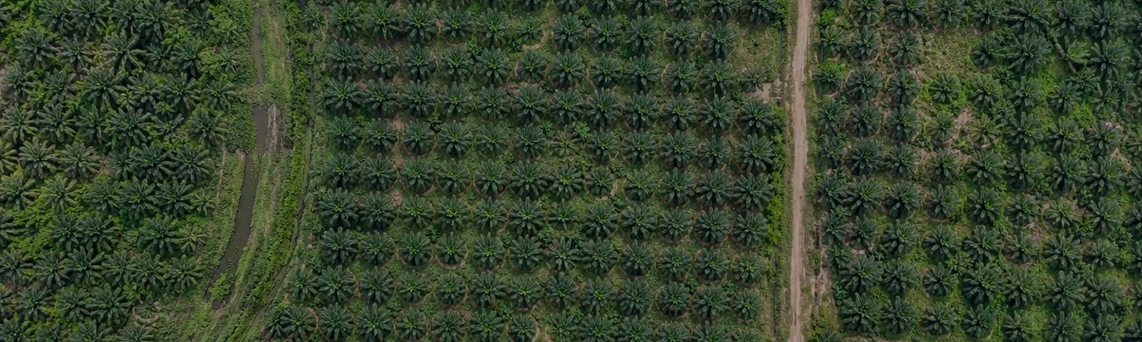 Vista aérea vertical de un cultivo de palma con bloques, canales de drenaje y vías internas